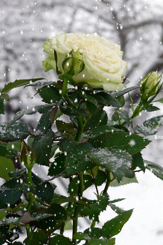 Zimą - róża 1.gif