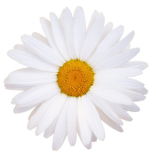 Kwiaty Stokrotkowe - Kwiatki Stokrotkowe 10.png