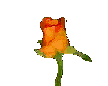 róże - rose221.gif