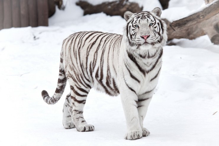 Zwierzęta - 117509_bialy_tygrys_snieg.jpg