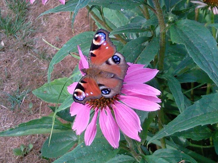 Motyle na kwiatach - Rusałka 1.jpg