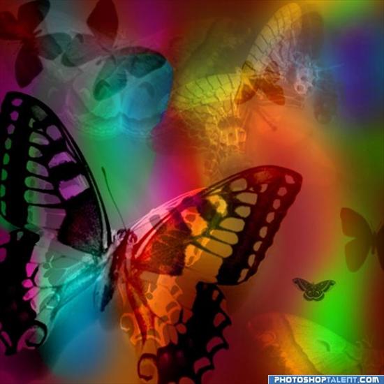 cd-1 - photoshop only butterfly.jpg