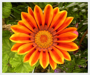 Kwiatki - Orange.jpg