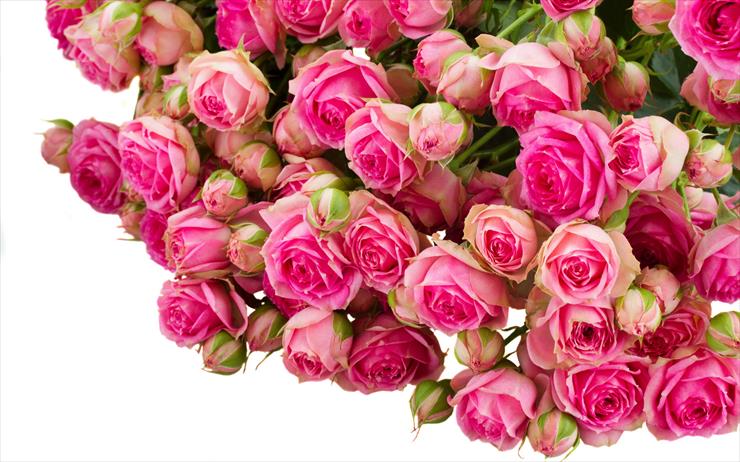 TŁA Kwiatowe - rozy-mnogo-rozovyy-cvety-foto.jpg