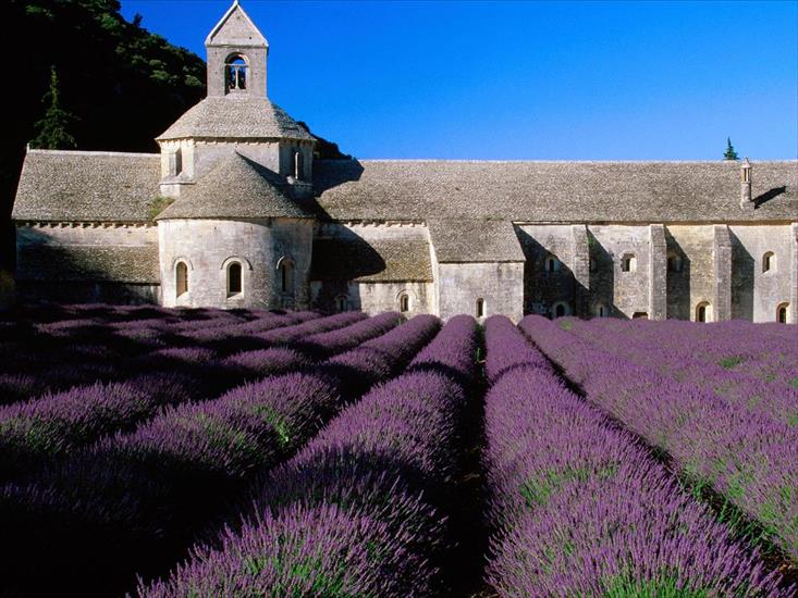 FRANCJA - Lavender Field, Abbey of Senanque, Near Gordes, Provence, Fr.jpg