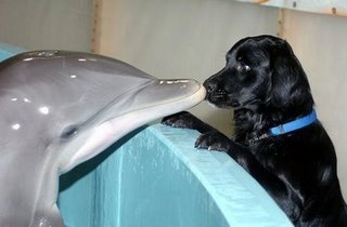 delfiny - doganddolphin.jpg