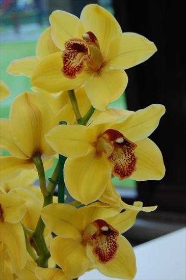 Storczyk-orchidea - ea0ea0600762e807med.jpg