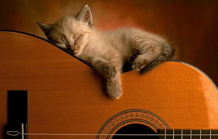 tapetki zwierzaczki super - kotek-na-gitarze-klasycznej.jpg