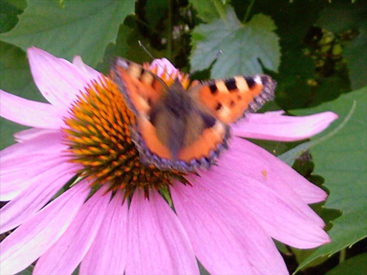 Motyle na kwiatach - Motyl 27.jpg