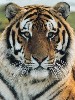 tygrysy i inne dzikie koty - 1348.jpg