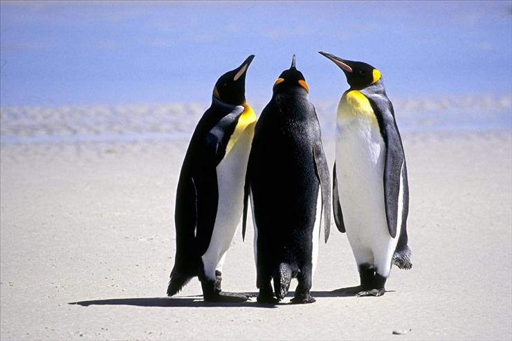 Ptaki birds - Penguins  Conference.jpg