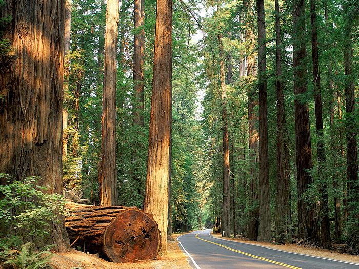  Tapety - Avenue_of_the_Giants_Humboldt_Redwood_State_Park_California_wallcoo_com.jpg