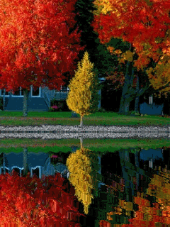 Tapetki na telefon - Rzeka w kolorach jesieni.gif