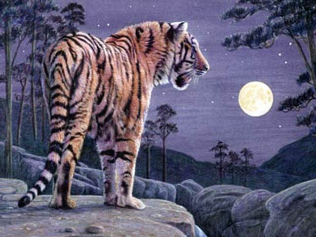 koty duże - tygrys 4.jpg