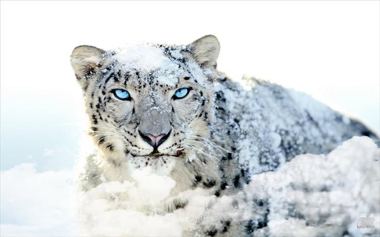 dzikie koty - EgFox_Snow_Leopard_HD_Blue_Eye.jpg