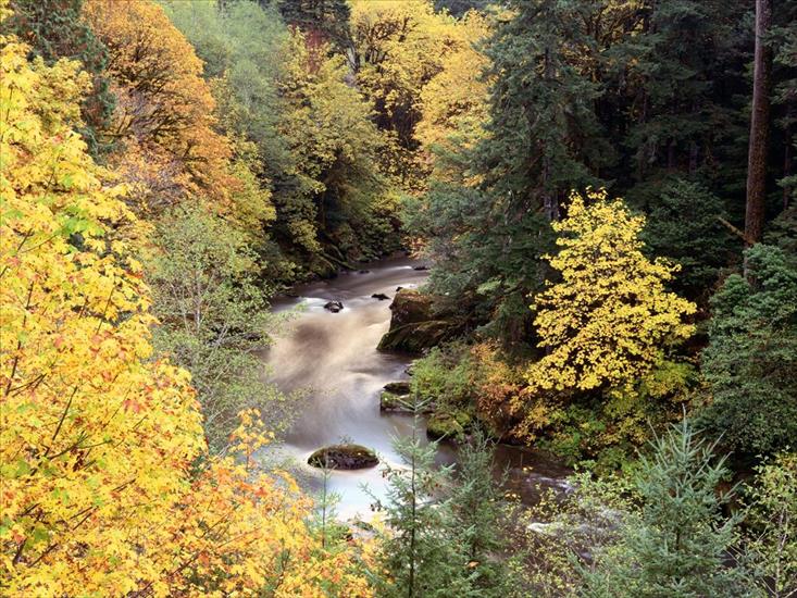 JESIEŃ7 - Autumn Color, Coquille River, Oregon.jpg