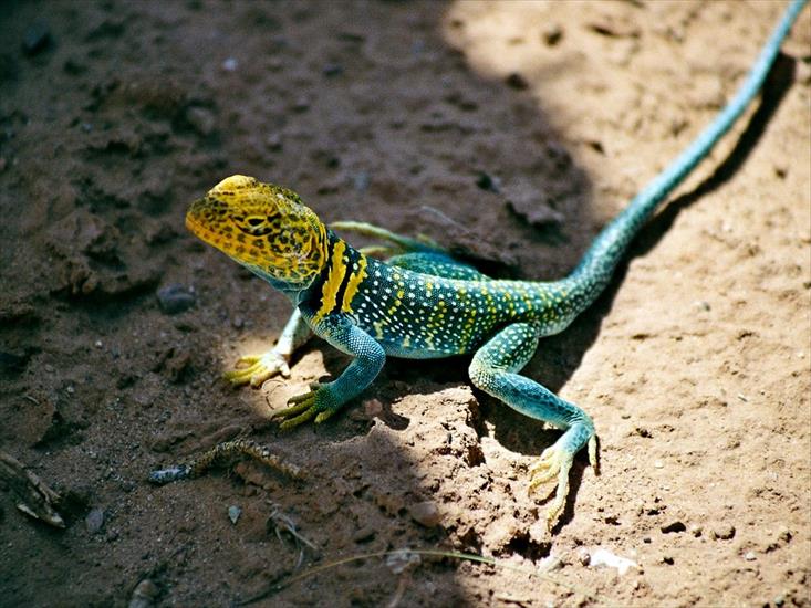 Gady, płazy reptiles  amphibians - Blue_Collared_Lizard_aka_Mountain_Boomer,_Arches,_Utah,_USA.jpg