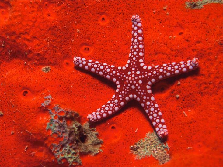 Piekno swiata wodnego i podwodnego - Red Starfish.jpg