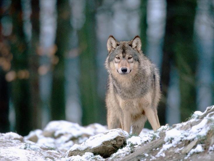 TAPETY ZWIERZĘTA I PTAKI - Wolf_in_the_Woods1.jpg