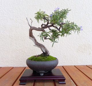   bonsai - najpiękniejsze drzewka - eb5f1b365360eba6787278bfd04800a5.jpg