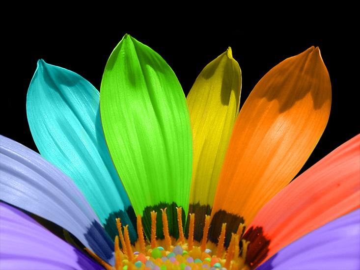 Magia kolorówPOLECAM - Rainbow_flower.jpg
