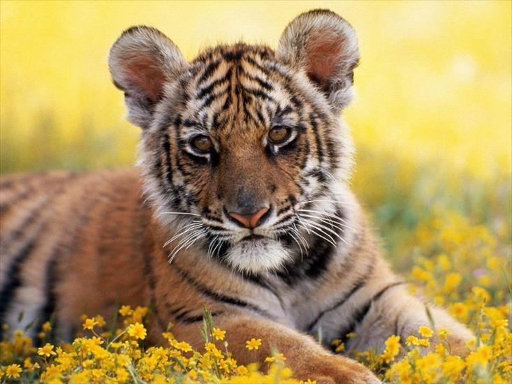 Zwierzęta - tapeta tygrys 3.jpg