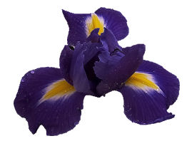 kwiaty - Purple20Flame.jpg