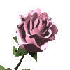 róże - rose40.gif