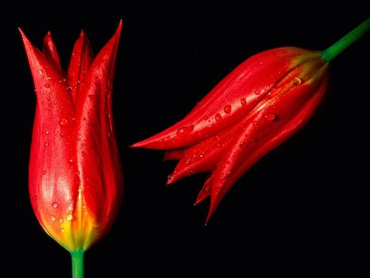 Przeróżne - Flowers_-_Red_Hot_Tulips.jpg