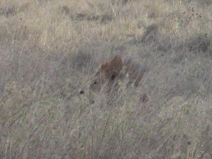 Park Narodowy Serengeti - Lion in the Serengeti, Tanzania.jpg