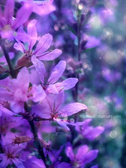 Kwiaty - lights_by_arctosis-d2xrajk.jpg