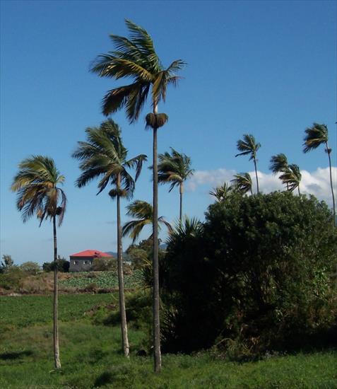 Mauritius - palm Dictyosperma_album, endemic to Mascarenes.jpeg
