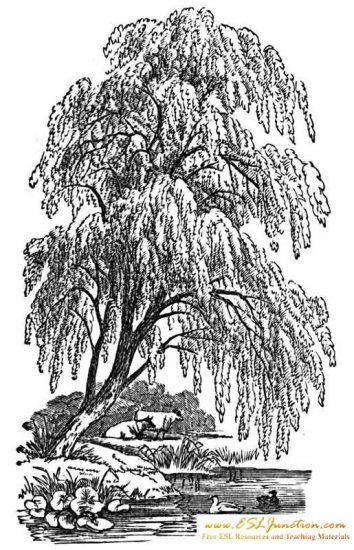Karty Pracy Środowisko1 - free-weeping willow-flashcard.jpg