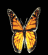 motyle - farfalla030.gif
