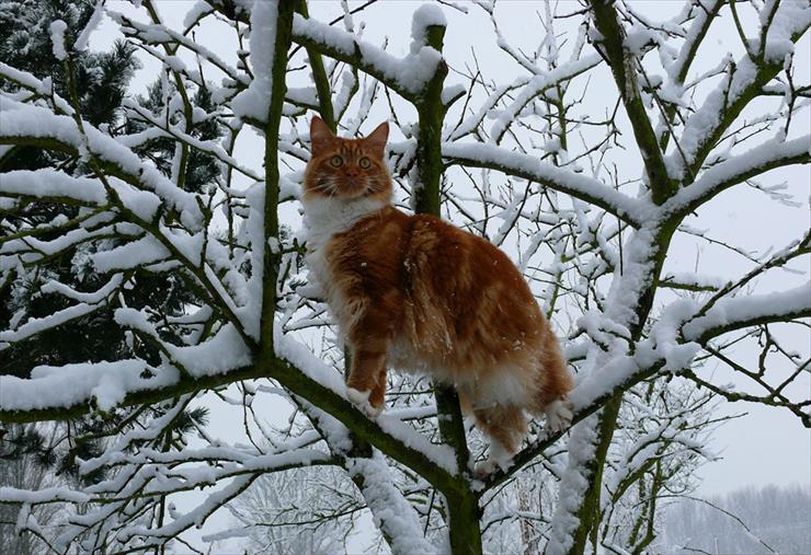 zima - bocianie... tfu kocie gniazdo  - by Robert Magel.jpg
