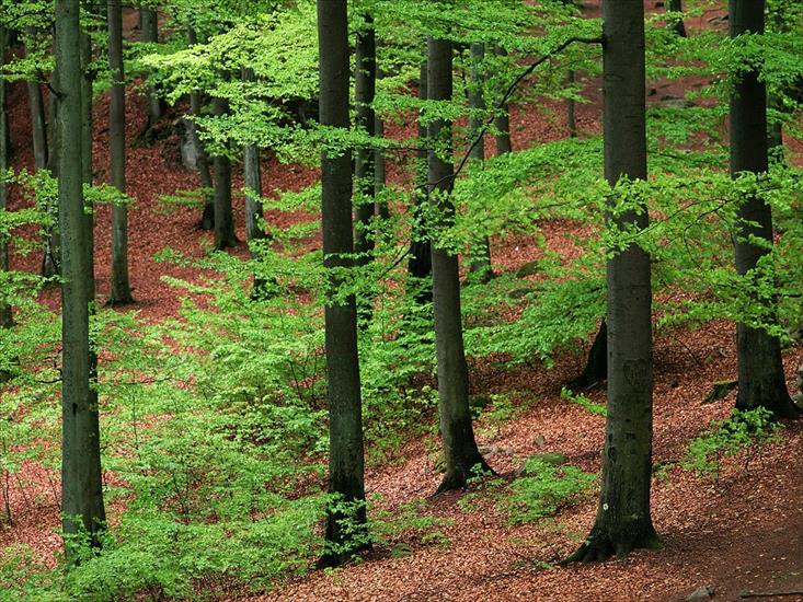 rożne - Beechwood Forest, Skane, Sweden.jpg