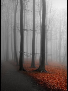 Nowy folder - Silence Forest.jpg