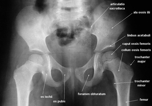anatomia radiologiczna - 6.jpg