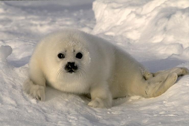Zwierzęta - sealpup.jpg