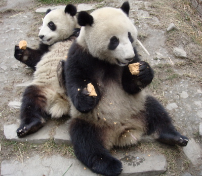 Pandas - 67.jpg