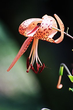 Orchide i Storczyki - 5068_b.jpg