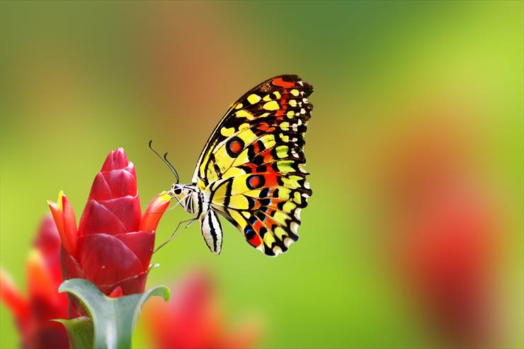 Motyle i ważki - butterflyeat2.jpg