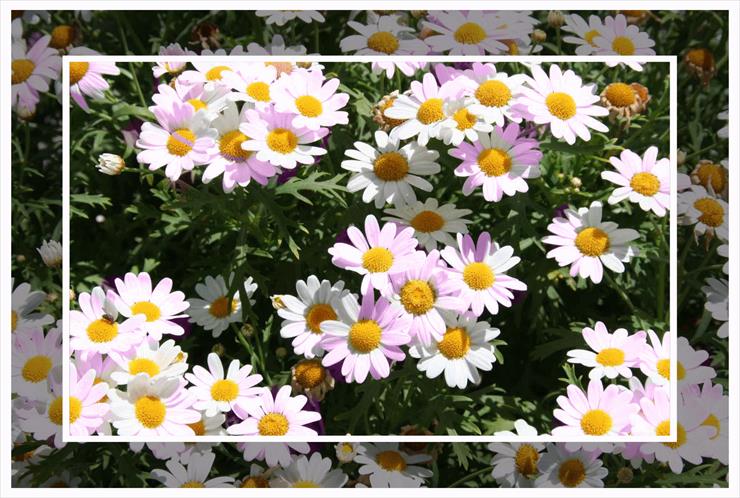 Stokrotki margaretki - Flowers_daisies_2.gif