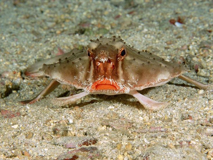 głębia oceanu - Red-Lipped Batfish, Cocos Island, Costa Rica.jpg