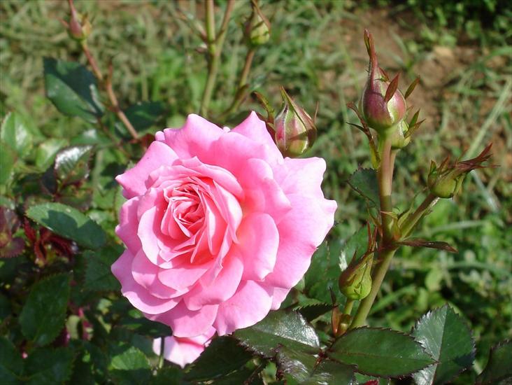 tylko róże - Rose-105.jpg