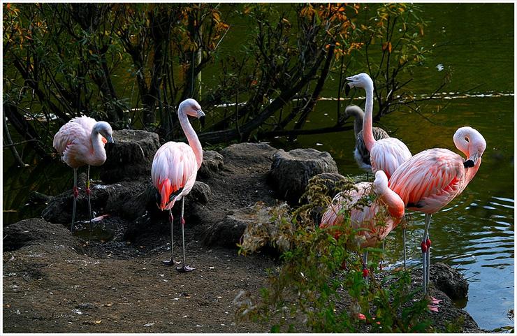 Flamingi - Flamingi_różowe.jpg