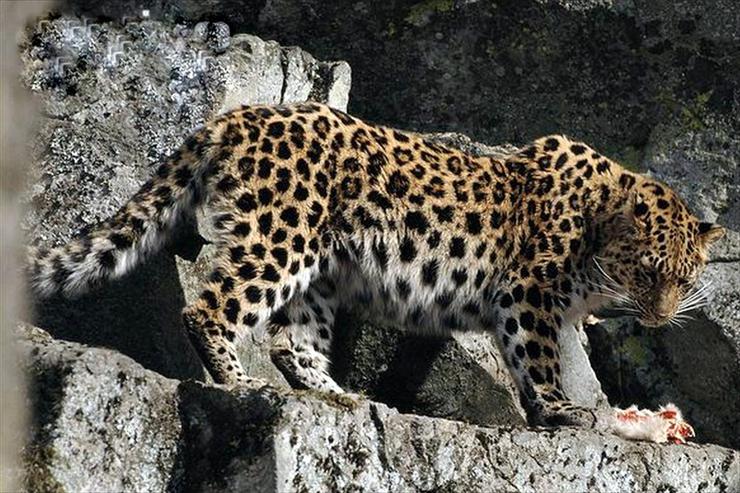 Zwierzęta - Wild-Amur-leopard-with-kill-near-den_1600x1056.jpg