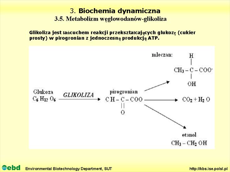 BIOCHEMIA 4- metabolizm tł, cukr, amino, Krebs - Slajd06.TIF