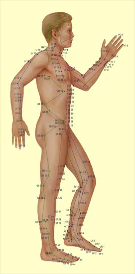 AKUPUNKTURA - acupuncture_model3.png