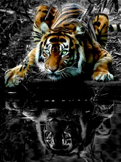 zwierzęta - tiger_ifeztura.jpg